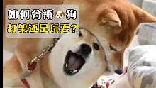 如何判断两只狗是在玩耍还是打架？看看有没有这个动作！