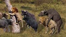 愤怒的水牛群杀死试图攻击他们宝宝的狮子，水牛VS狮子！