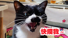 猫咪主动对两脚兽献身，超绝奶音叫不停！