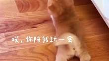 小猫咪有什么坏心思呢，只是想你陪它玩#萌宠 #猫咪的迷惑行为 #猫 #金渐层