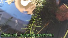 【瞿养鱼的日常】下班后的healing time