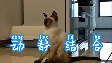 【暹罗猫】动  静  结  合  这是同一只猫吗？？？