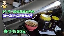 小白330元买一脾蜂，4个月变两箱，摇蜜8斤！算下来净賺1500元！