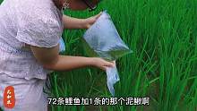 2毛钱一条的小鲤鱼，尤妹买了72条，放在外婆的稻田里养禾花鱼