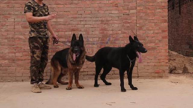 东德西德,德国牧羊犬