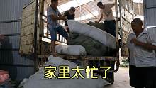 小五月12天圆满结束，厂房里忙成一窝粥，幸亏有老爷子撑起这片天