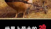 世界上最大的鸡，高度1.2米的梵天鸡了解一下？ #鸡 #梵天鸡   #世界之最