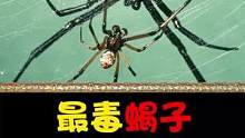 最毒蝎子vs 最毒蜘蛛，你觉得哪个强？