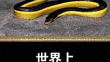世界上最毒的五种海蛇！#海蛇#最毒的蛇 #世界之最