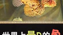 世界上最毒的几种鱼，你认识几个？#河豚 #毒 #dou是知识点