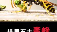 世界五大超级毒蜂，碰到别招惹！！#蜂蜜 #大黄蜂 #dou是知识点