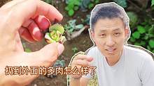 随便扔在草地上的多肉植物怎样了？看是不是比在你盆里长势更好？