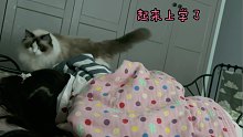 操心布偶猫每天早晨叫主人和小主人起床
