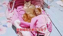 主人喊小猫吃肉，两只迅速到位，另一只却嗲叫撒娇，抱完我再去吃
