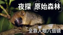 【张昕宇梁红】人眼八倍镜的威力，一眼找到比巴掌还小的鼠狐猴