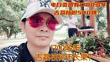 1700多年古荔枝500棵还长果很值钱？电白贡园涌来很多人？啥味？