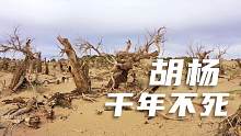 内蒙额济纳胡杨林，这种树千年不死，千年不倒，千年不朽