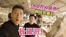 中国人在迪拜建的马场，韩船长两眼放光，阿拉伯马一匹要160万元