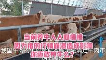 当前养牛人人心惶惶，因为猪的行情崩溃造成影响，你还敢养牛么？