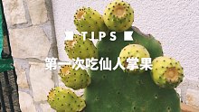 仙人掌居然结果子｜果子还挺好吃？！猎奇大挑战！看看外表带刺的仙人掌切开到底是什么样子！