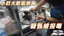 小迟大院的流浪狗，疑似被投毒，4条狗狗抽搐前往医院抢救