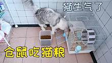 仓鼠吃猫粮会怎么样？主人表示少吃一点没关系，就怕猫不愿意！