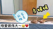 平凡的麻雀不平凡的母爱，实拍鸟妈妈喂养小鸟，母爱实在太伟大了