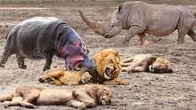 家庭河马攻击疯狂的狮子狩猎，强大的犀牛与狮子真正对抗！