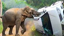 我的天啊，愤怒的巨象野蛮袭击汽车-大象的疯狂时刻！
