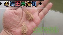 老坛玉米做成搓饵水库试钓看鱼爱不爱吃，这个结果和想的有点不一样啊！