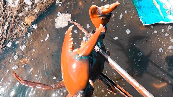 赶海遇上“红钳巨蟹”，个头硕大一看就不一般，阿彬边抓边喊发财
