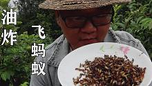 发现新的美味飞蚂蚁，不知道一千只够不够一盘