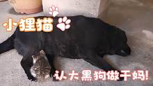 下水道救的小狸猫，从小跟着大黑狗长大，把狗当妈妈，还吃狗奶！