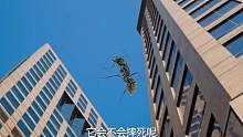 蚂蚁从60米高空坠落 到底是会先饿死还是先摔死？