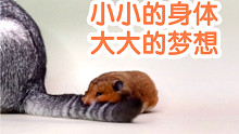 大无语事件！我家仓鼠吃猫了…                      叙利亚仓鼠金丝熊搞笑逗比沙雕