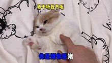 给你身边的猪猪小宝看
