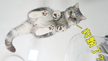 自制高空全透明猫床，猫：我浮空了！