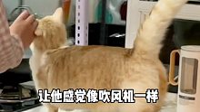 怎么会有旺仔这么温柔的小猫咪