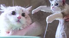 给家里最调皮的猫洗澡