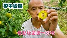 老赵在四川江油农村发现：这李子甜度相当高，被誉为李中贵族