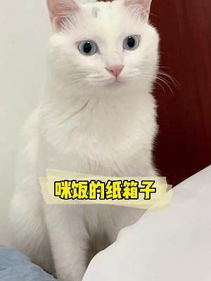 不講武德的小貓咪，就別怪我不客氣了#萌寵出道計(jì)劃 #貓咪的迷惑行為