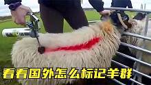 10个你第一次见到的画面，羊毛染色是为啥，争做羊群中最亮的仔？