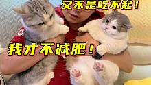 小胖猫因为身材太胖被迫减肥，看到同伴吃零食只能默默观望！