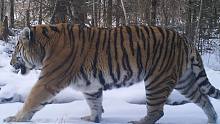 俄罗斯东北虎种群正在逐渐恢复