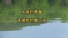 连续守钓青鱼两天，临近收竿突然来一个大黑漂，破龟的心情谁能懂