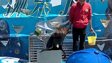 海狮表演，倒立!!!
