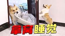 狗狗成精了，被催睡觉后，狗子竟然连狗窝都懂拿回房间去还懂关门