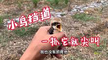一只小鸟挡道，一抓它就大声尖叫，小何：我也没有抓疼它呀