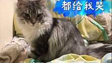 「月亮」五条悟和查理苏的修罗场，小猫咪的选择竟然是？！