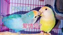 牡丹鹦鹉又称爱情鸟，整天腻歪在一起，单身狗看了不知有何感想